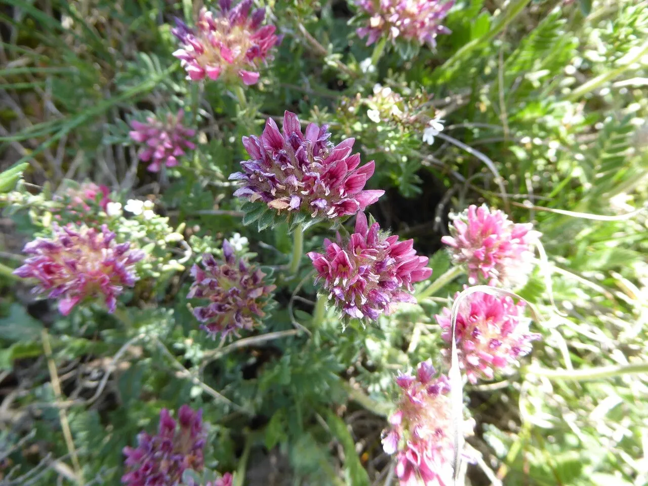 Mountain kidney vetch (Anthyllis montana, Sp. Pl.: 719 (1753))