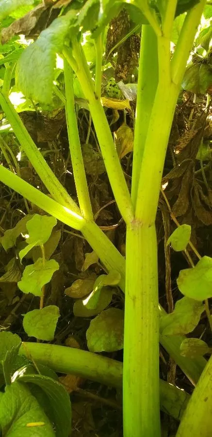 Seacoast angelica (Angelica lucida, Sp. pl. 1:251. 1753)