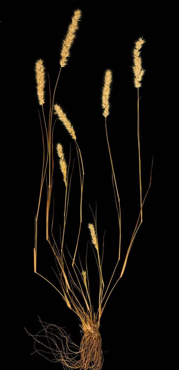 Feather pappus grass (Enneapogon desvauxii, Ess. Agrostogr.: 82 (1812))