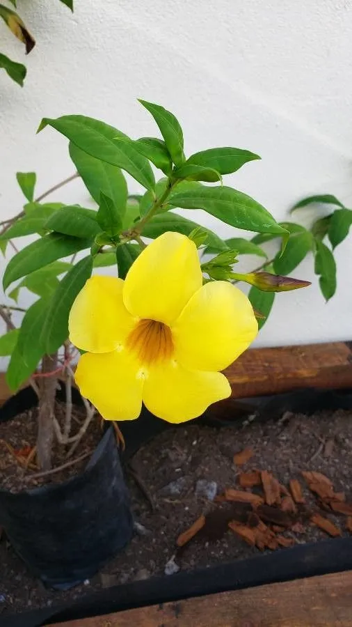 Golden-trumpet (Allamanda cathartica, Mant. Pl. 2: 214 (1771))