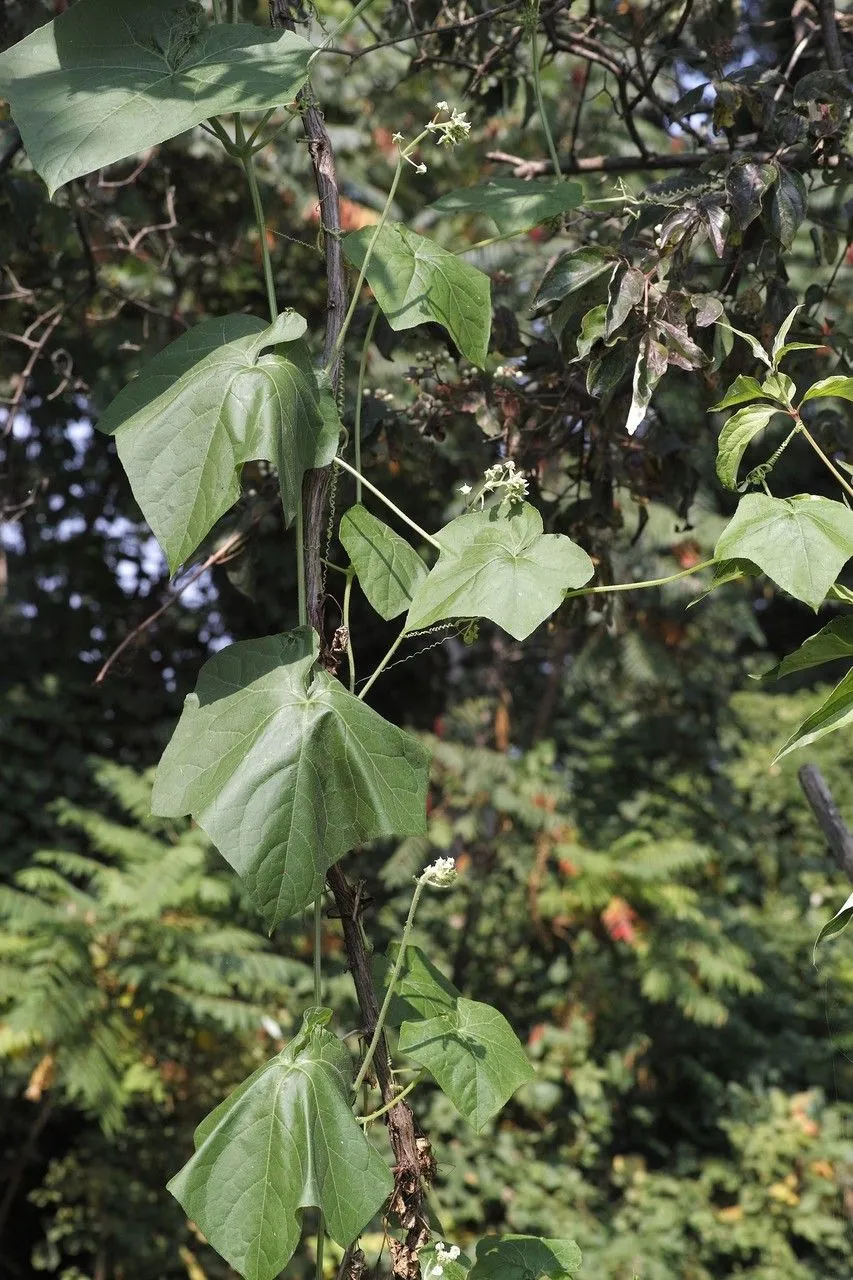 Bur-cucumber (Sicyos angulatus, Sp. Pl.: 1013 (1753))