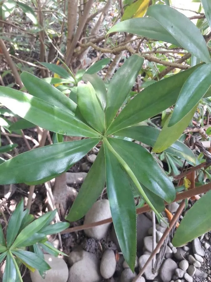 Tea mangrove (Pelliciera rhizophorae, Ann. Sci. Nat., Bot., sér. 4, 17: 381 (1862))