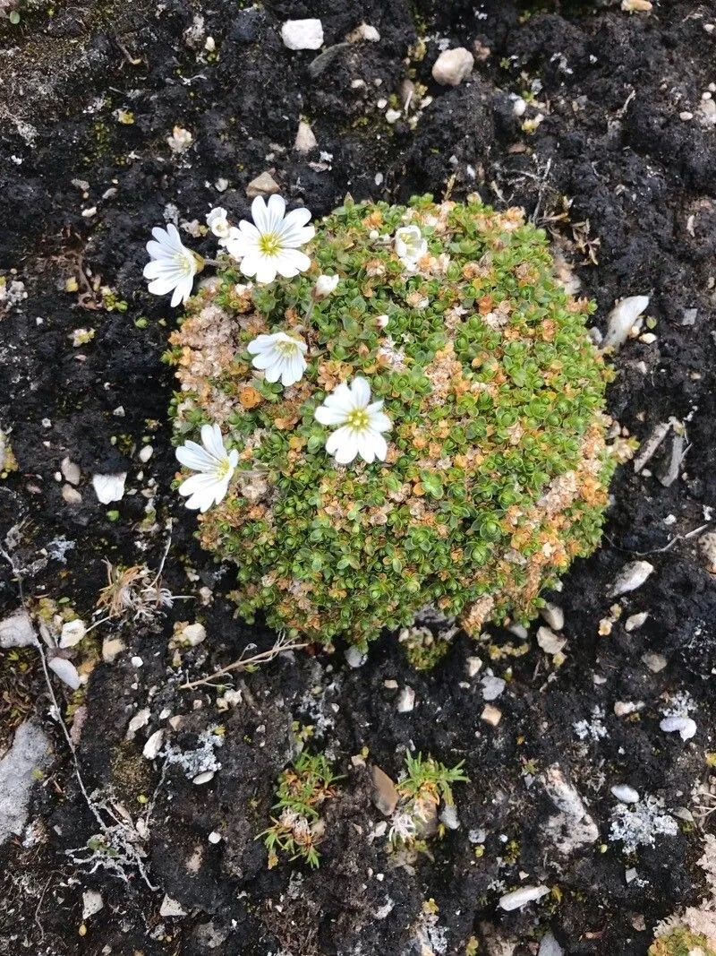 Regel’s chickweed (Cerastium regelii, Skr. Vidensk.-Selsk. Christiana, Math.-Naturvidensk. Kl. 8: 10 (1909 publ. 1910))