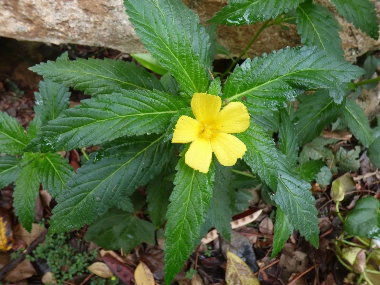 Ramgoat dashalong (Turnera ulmifolia, Sp. Pl.: 271 (1753))