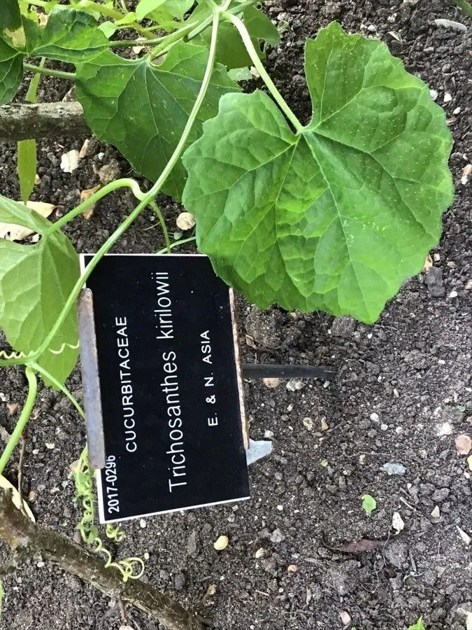 Chinese-cucumber (Trichosanthes kirilowii, Mém. Acad. Imp. Sci. St.-Pétersbourg Divers Savans 9: 482 (1859))