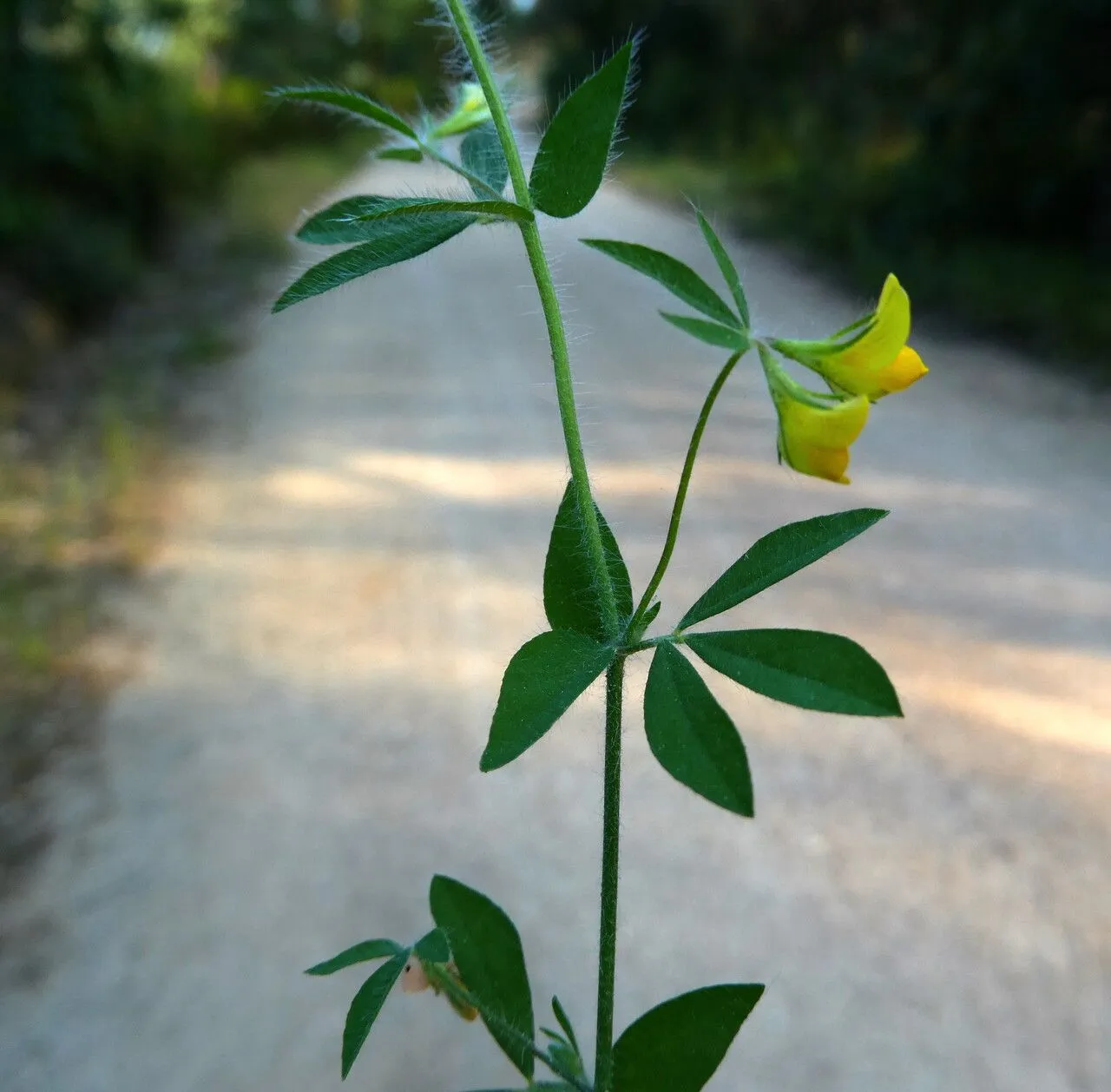 Manjimup-clover (Lotus angustissimus, Sp. Pl.: 774 (1753))