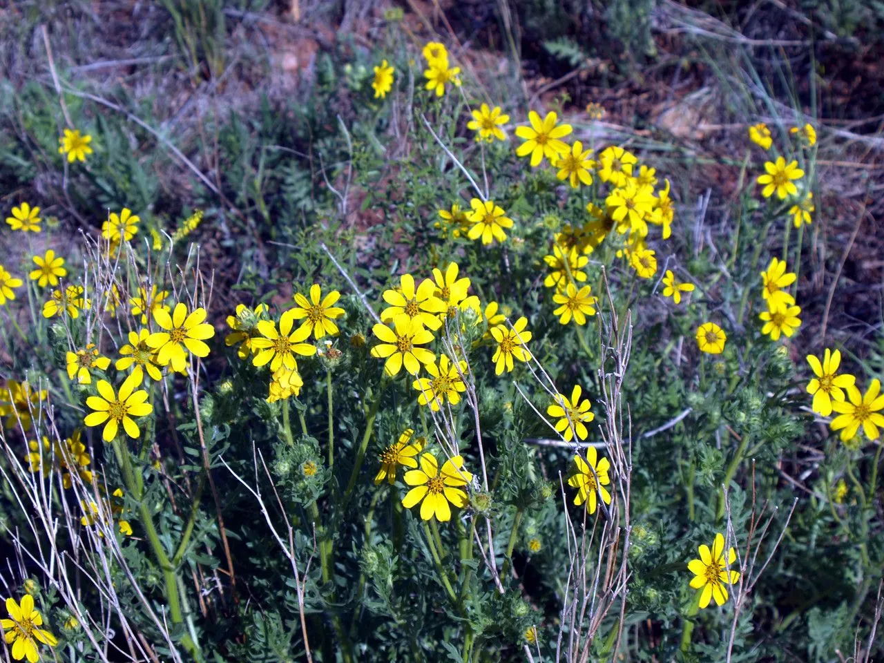 Prairie coreopsis (Coreopsis palmata, Gen. N. Amer. Pl. 2: 180 (1818))