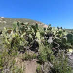 Cactaceae