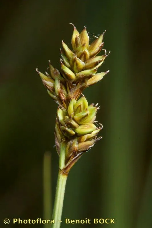 Hudson bay sedge (Carex heleonastes, Suppl. Pl.: 414 (1782))