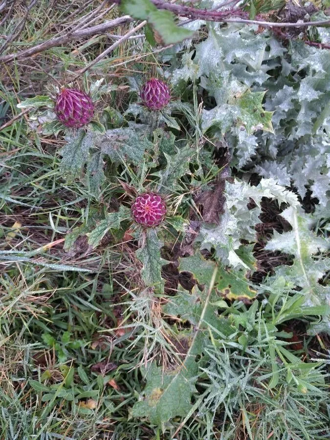 Illyrian thistle (Onopordum illyricum, Sp. Pl.: 827 (1753))