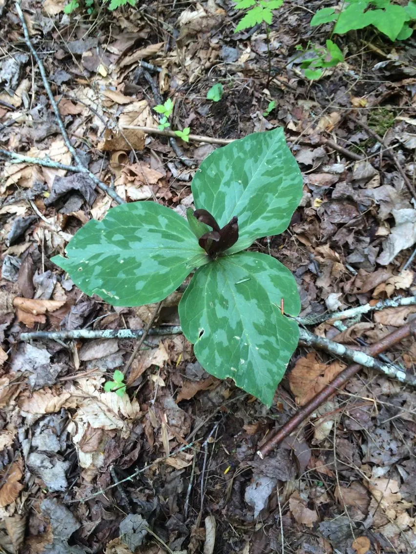 Little sweet betsy (Trillium cuneatum, Autik. Bot.: 133 (1840))