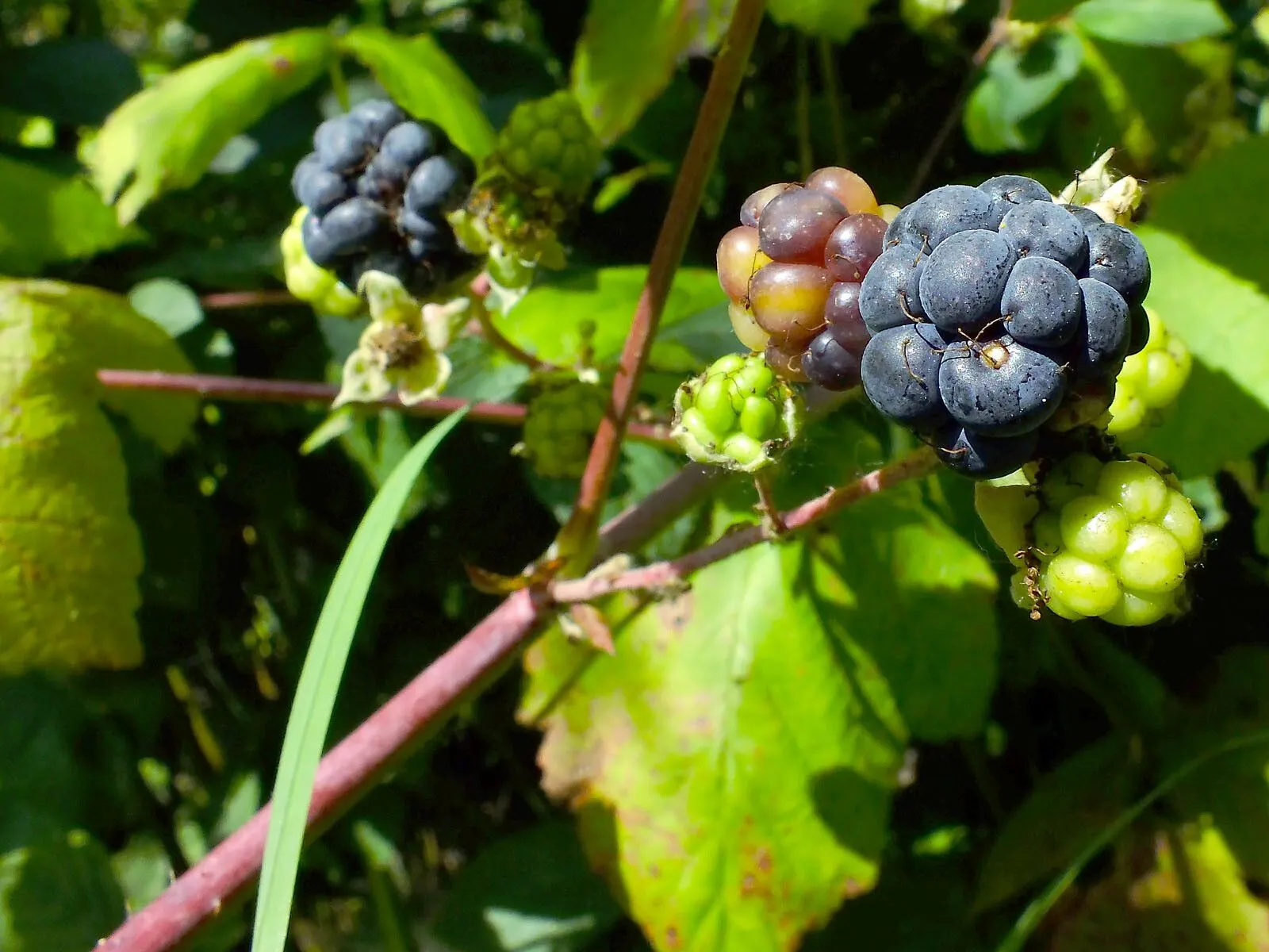 Smooth blackberry (Rubus canadensis, Sp. Pl.: 494 (1753))