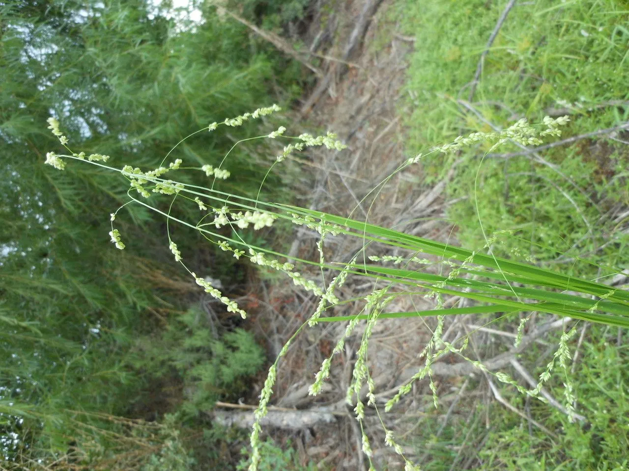 Gaping panic grass (Steinchisma hians, J.K.Small, Fl. S.E. U.S.: 105 (1903))