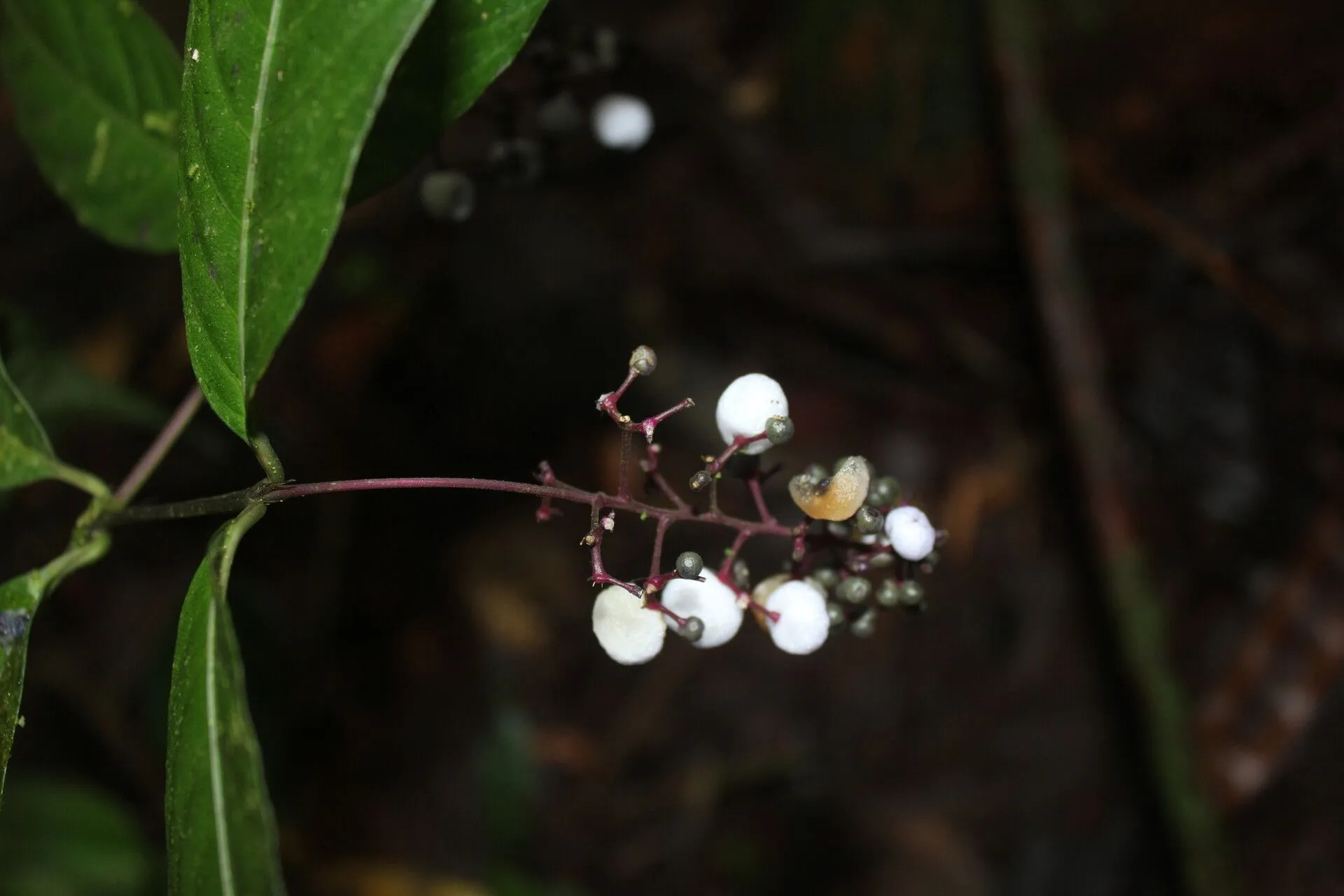 Nodding wild coffee (Palicourea deflexa, Acta Bot. Hung. 53: 243 (2011))