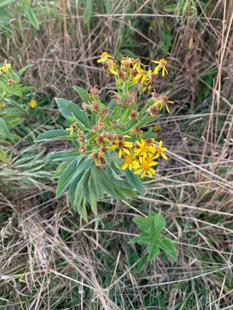 Broad-leaved ragwort (Senecio sarracenicus, Sp. Pl.: 871 (1753))