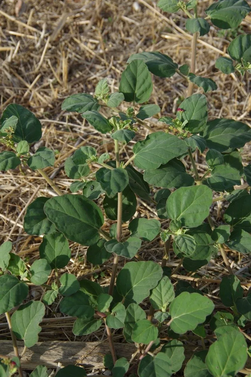 Anena (Boerhavia repens, Sp. Pl.: 3 (1753))