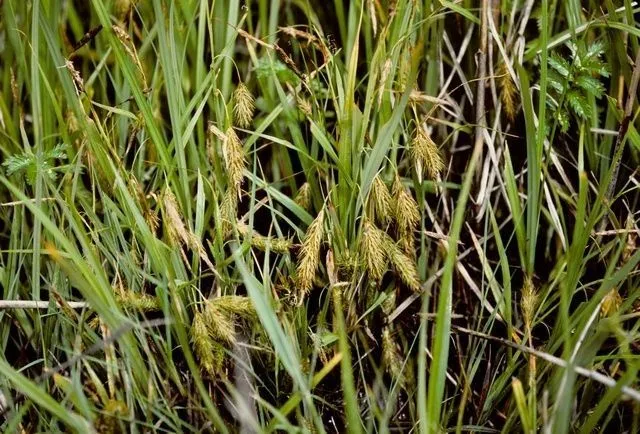 Chaffy sedge (Carex paleacea, Kongl. Vetensk. Acad. Nya Handl. 24: 164 (1803))