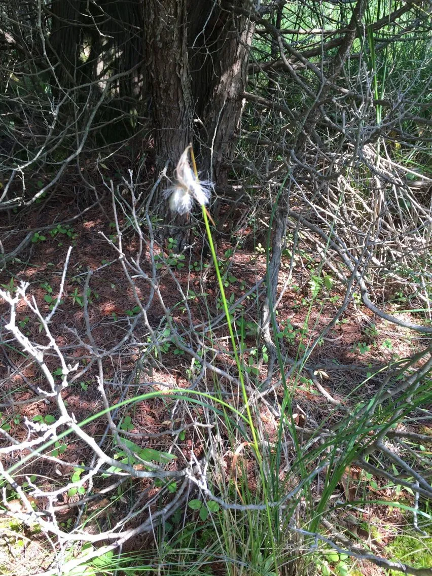 Thinleaf cottonsedge (Eriophorum viridicarinatum, Rhodora 7: 89 (1905))