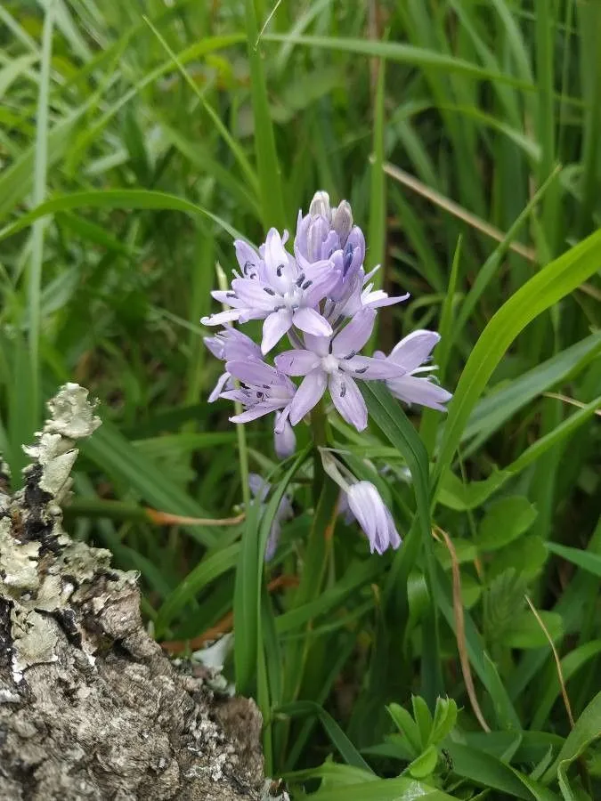 Pyrenean squill (Scilla lilio-hyacinthus, Sp. Pl.: 808 (1753))