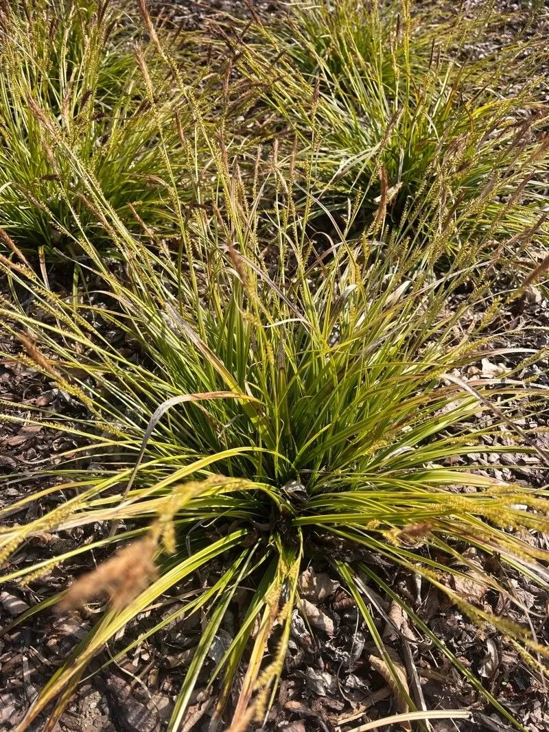 Tufted sedge (Carex elata, Fl. Pedem. 2: 272 (1785))