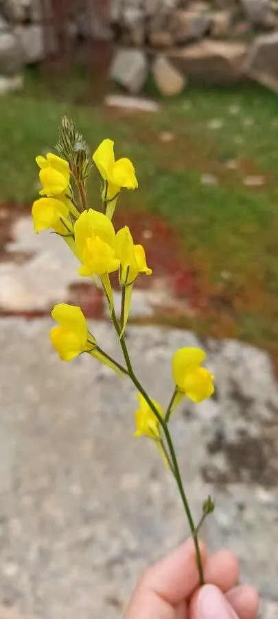 Ballast toadflax (Linaria spartea, P.Miller, Suppl. Dict. Jard. 2: 38 (1790))