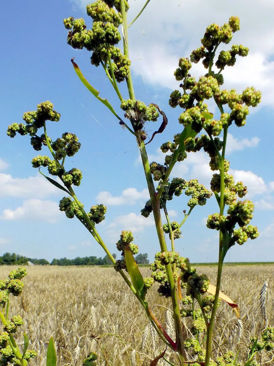 Striped goosefoot (Chenopodium strictum, Roth. (1821). In: Nov. Sp. Pl. 180.)