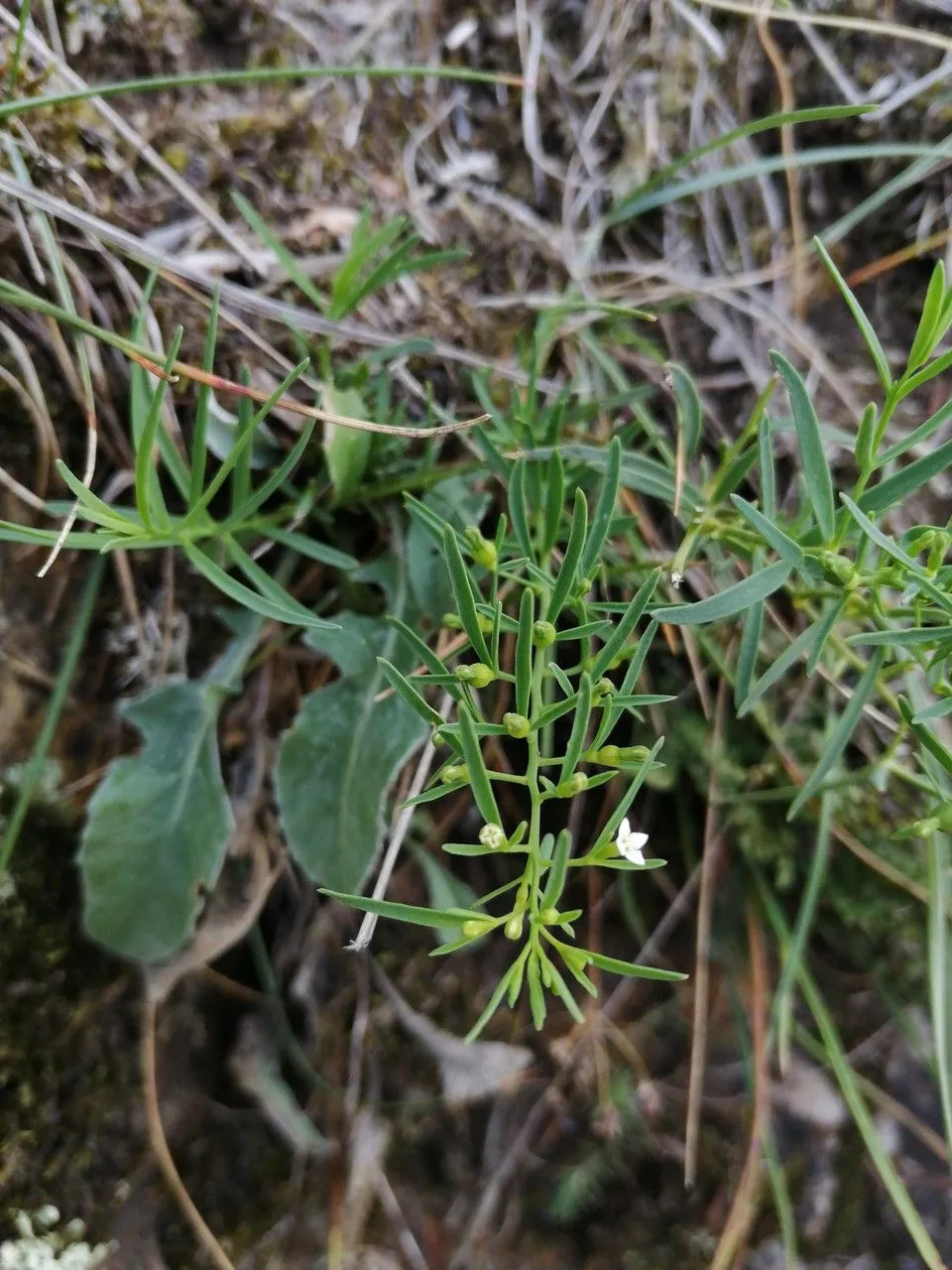 Alpine bastard-toadflax (Thesium alpinum, Sp. Pl.: 207 (1753))