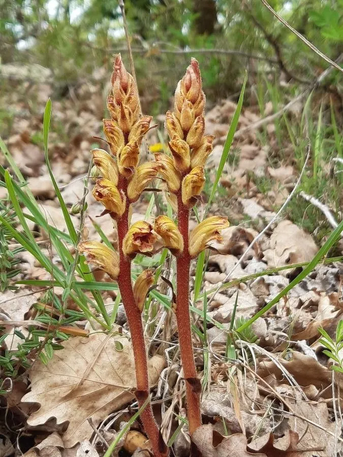 Slender broomrape (Orobanche gracilis, Trans. Linn. Soc. 4: 172 (1798))