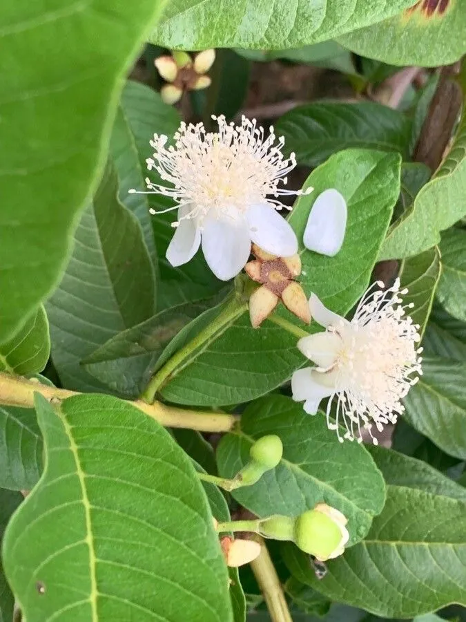 Brazilian guava (Psidium guineense, Prodr. Veg. Ind. Occ.: 77 (1788))