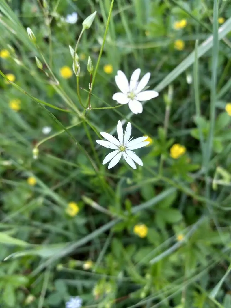 Longleaf starwort (Stellaria longifolia, Enum. Pl.: 479 (1809))