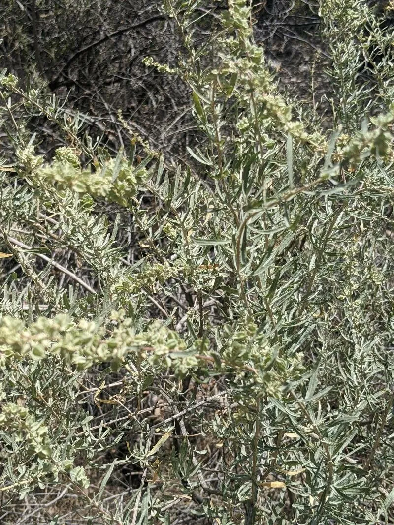 Four-wing saltbush (Atriplex canescens, Gen. N. Amer. Pl. 1: 197 (1818))