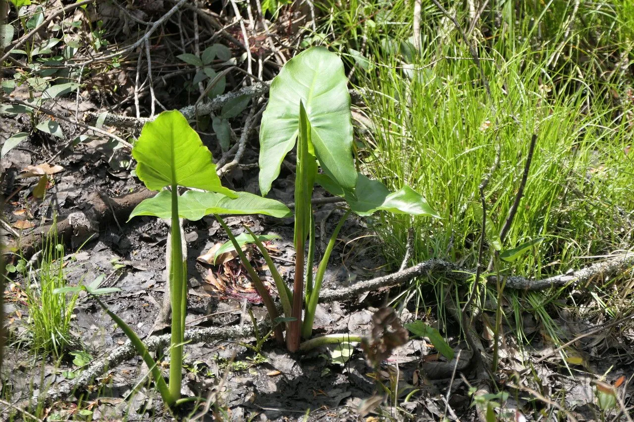 Green arrow arum (Peltandra virginica, H.W.Schott & S.L.Endlicher, Melet. Bot.: 19 (1832))