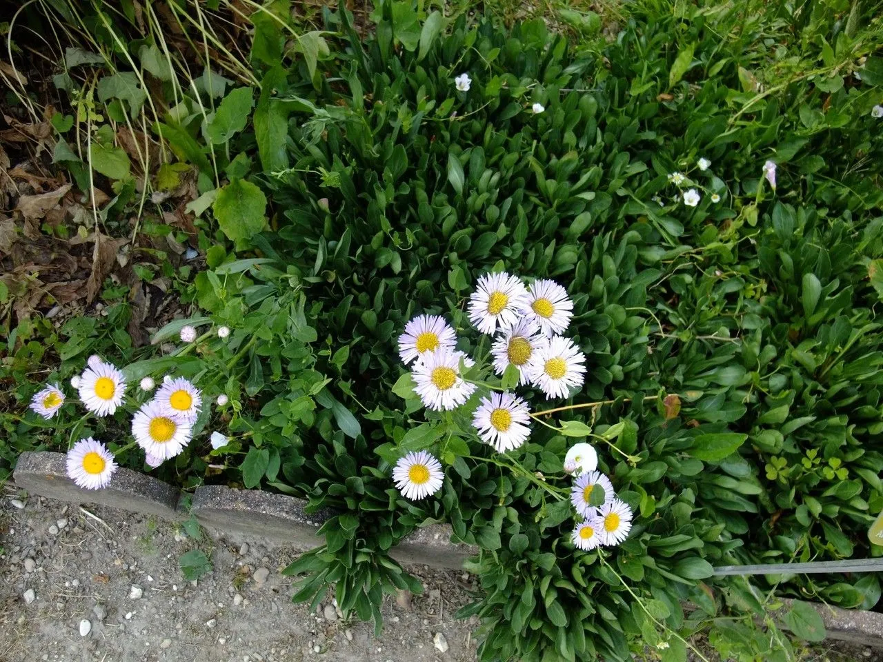 Streamside fleabane (Erigeron glabellus, Gen. N. Amer. Pl. 2: 147 (1818))