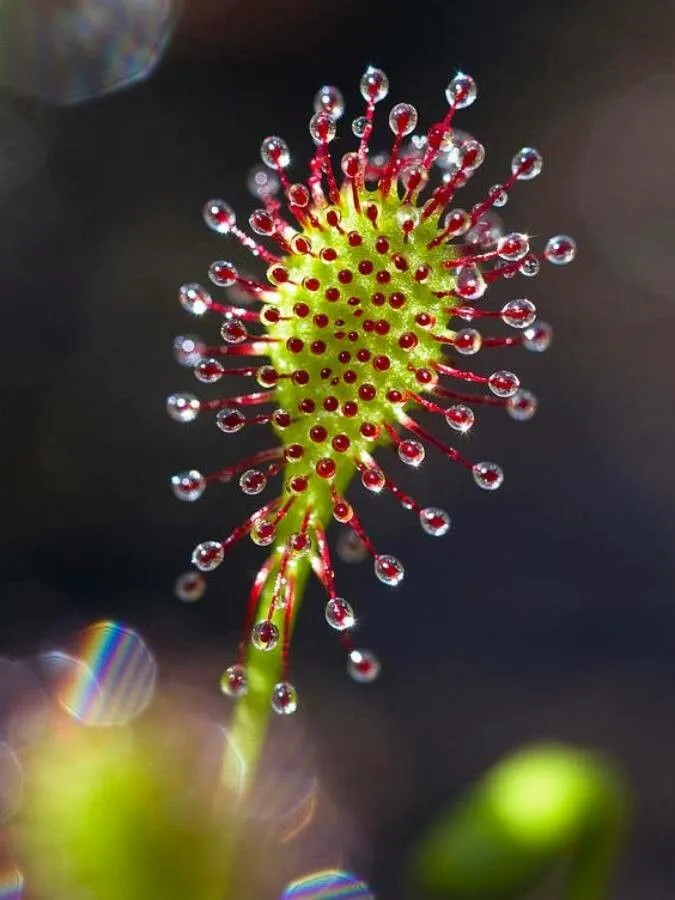 Oblong-leaf sundew (Drosera intermedia, J.F.P.Dreves & F.G.Hayne, Bot. Bilderb. 3: 18 (1798))