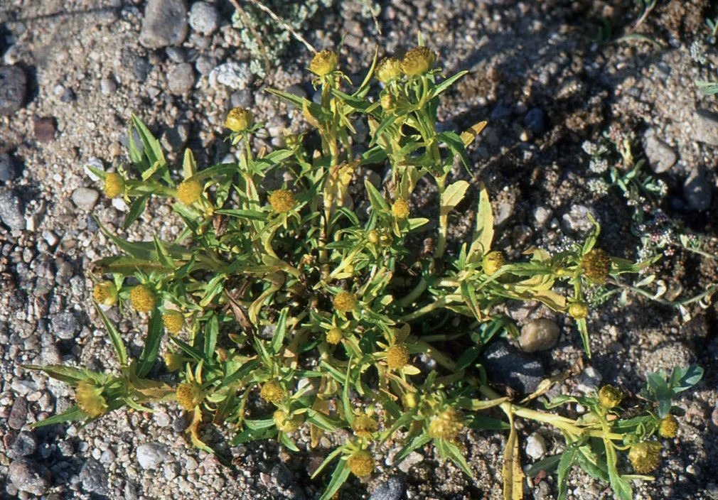 Nodding beggar-ticks (Bidens cernua, Sp. Pl.: 832 (1753))