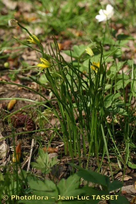 Belgian gagea (Gagea spathacea, Ann. Bot. (König & Sims) 2: 556 (1806))