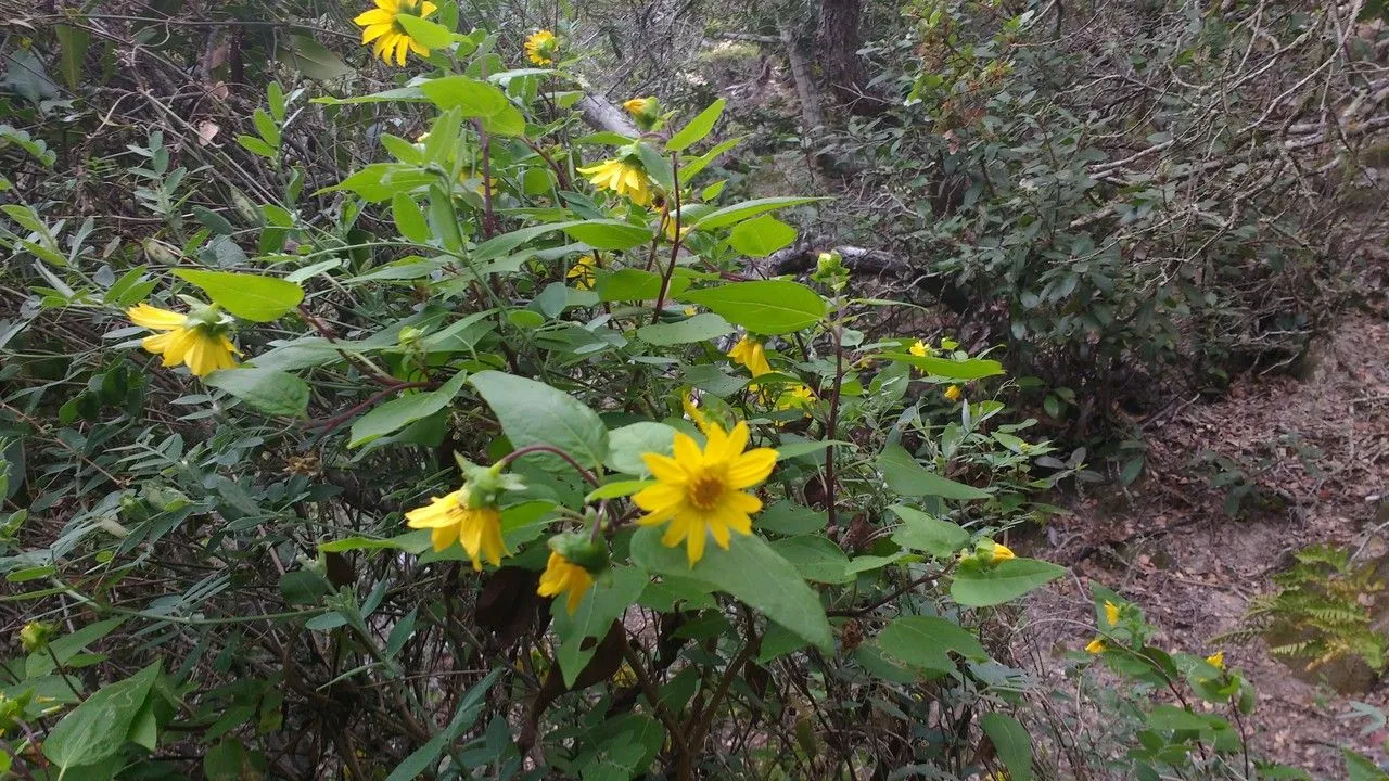 Canyon sunflower (Venegasia carpesioides, Prodr. 6: 43 (1838))