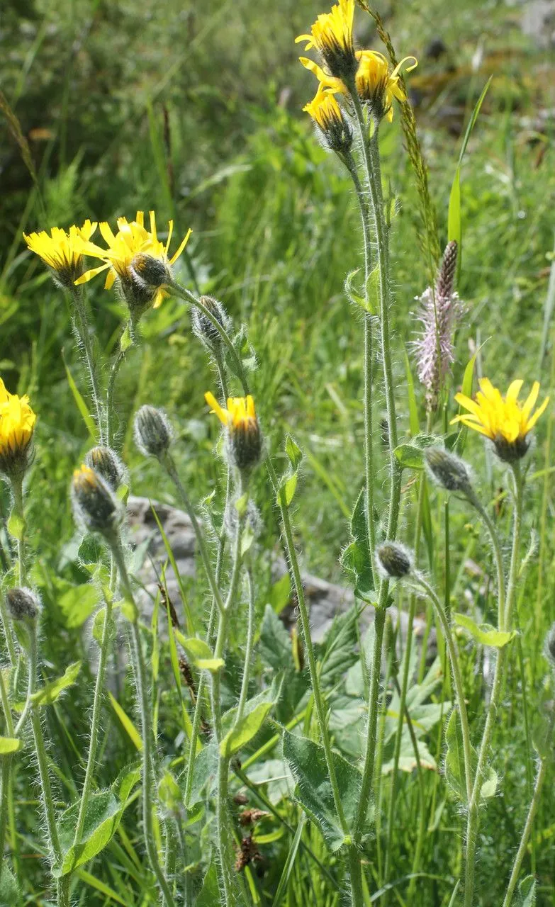 Sticky hawkweed (Hieracium amplexicaule, Sp. Pl.: 803 (1753))