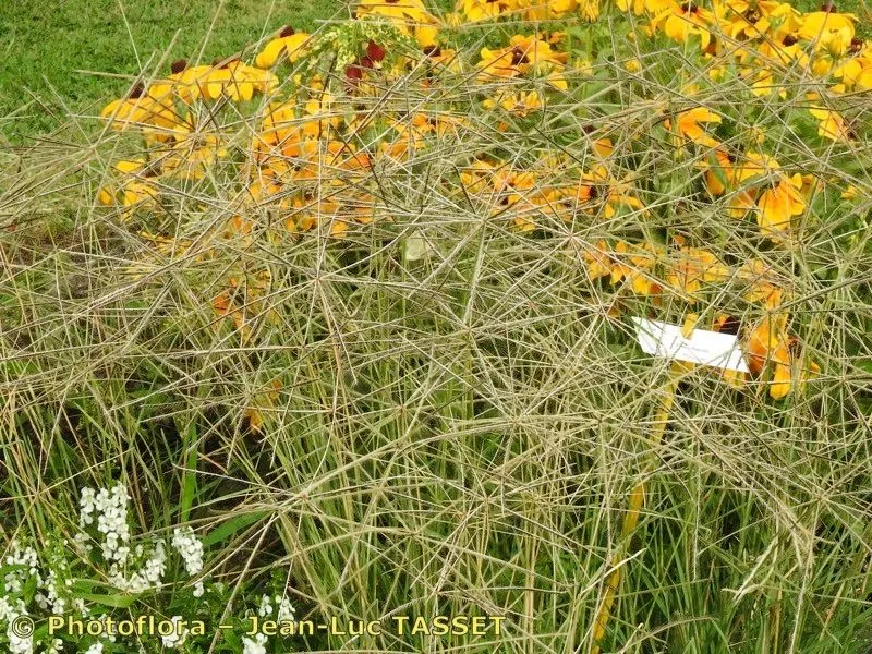 Australian fingergrass (Chloris truncata, Prodr. Fl. Nov. Holland.: 186 (1810))