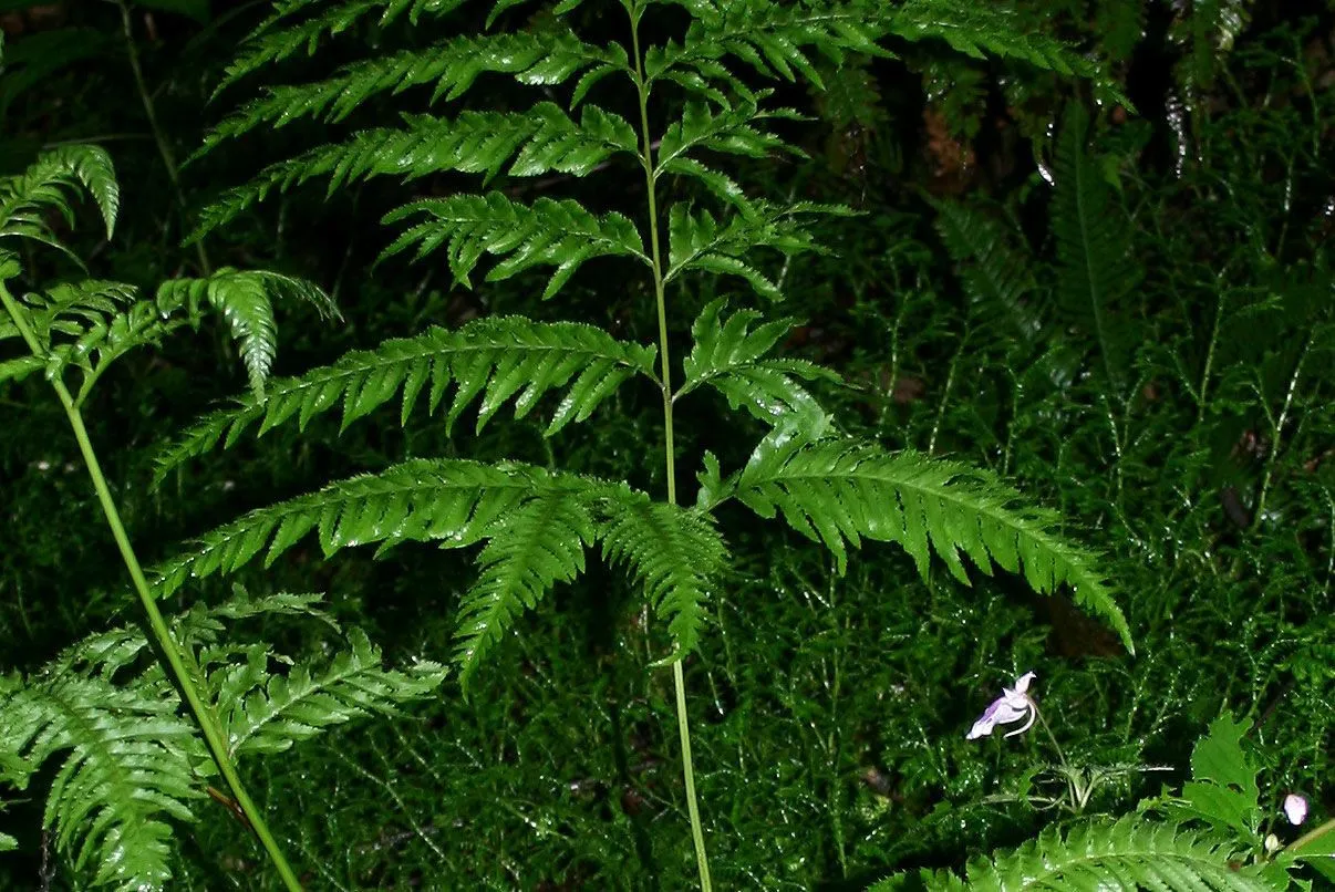 Chinese brake (Pteris multifida, J.B.A.M.de Lamarck, Encycl. 5: 714 (1804))