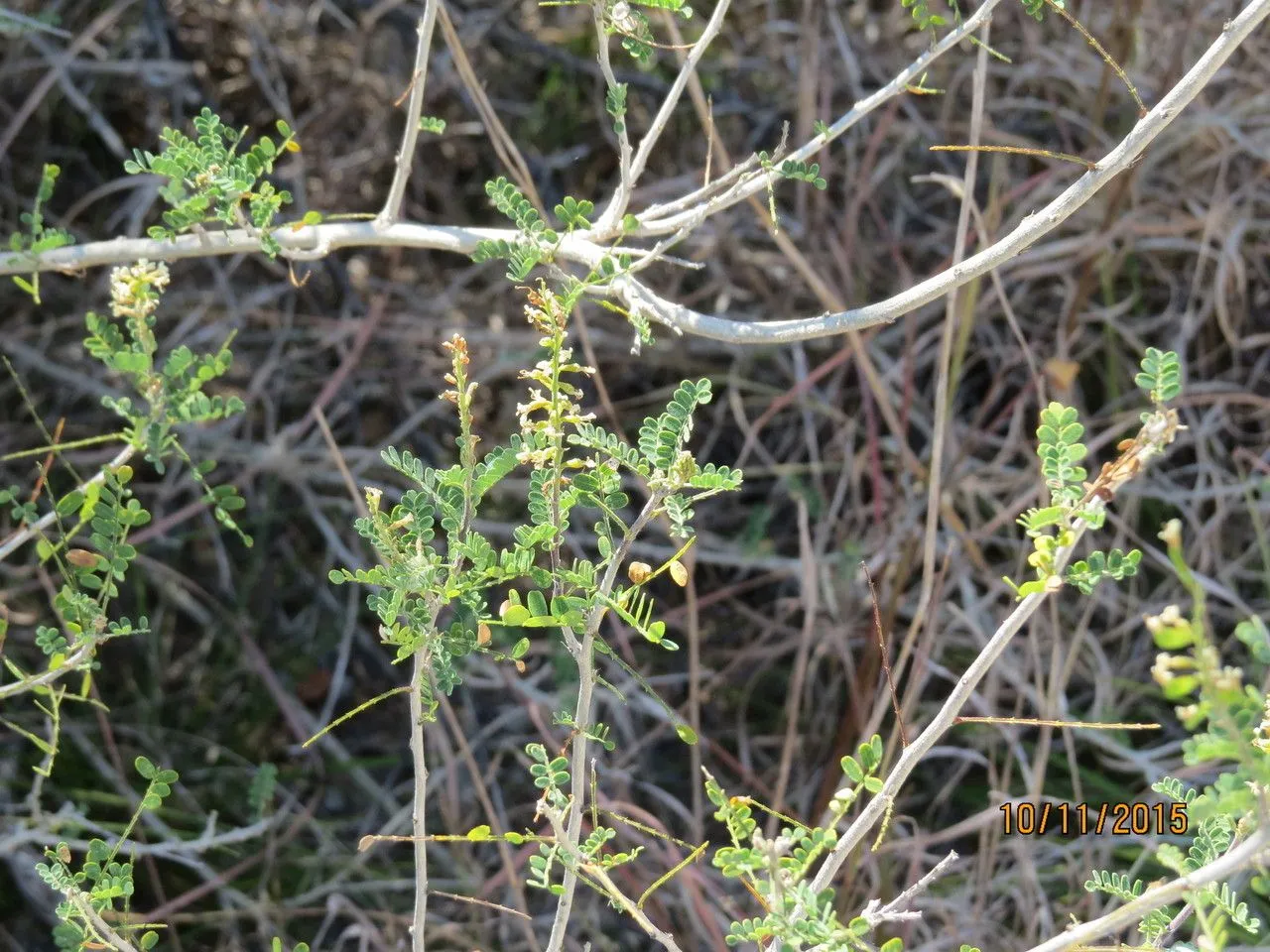 Texas kidneywood (Eysenhardtia texana, Linnaea 21: 462 (1848))