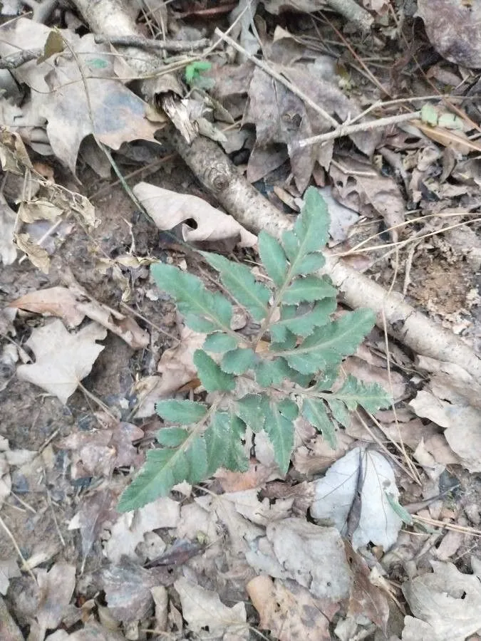 Cutleaf grapefern (Botrychium dissectum, Anleit. Kenntn. Gew. 3: 172 (1804))