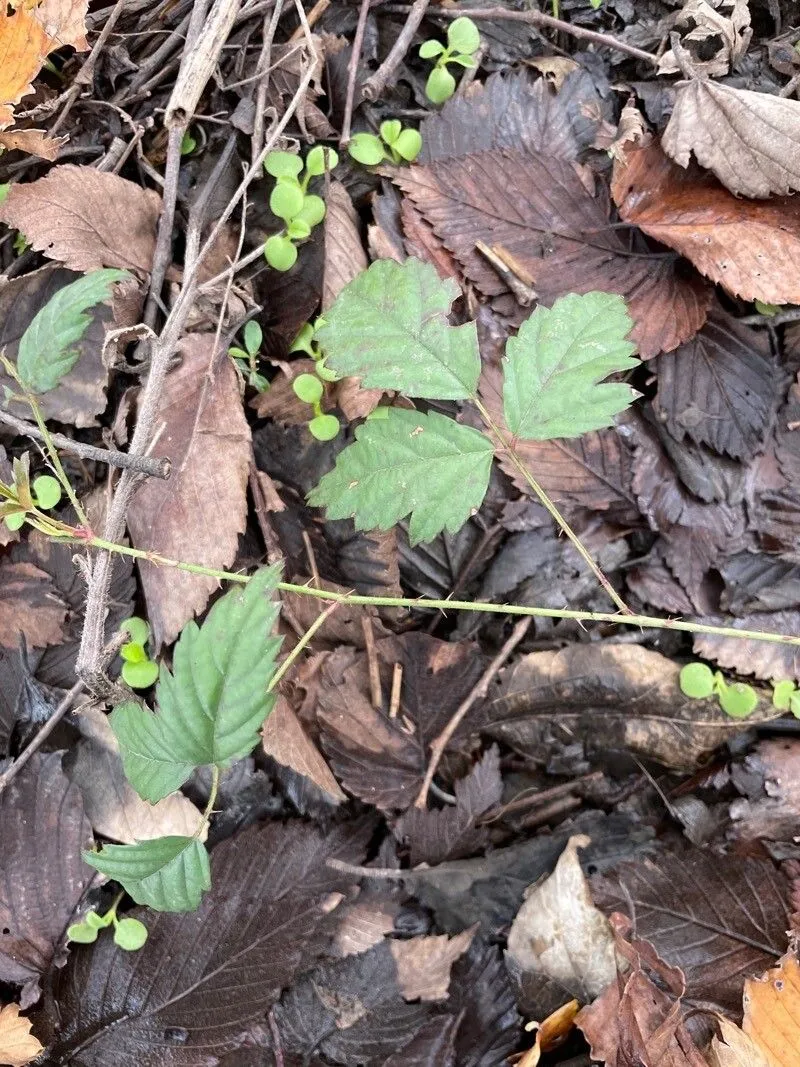 Southern dewberry (Rubus trivialis, Fl. Bor.-Amer. 1: 296 (1803))