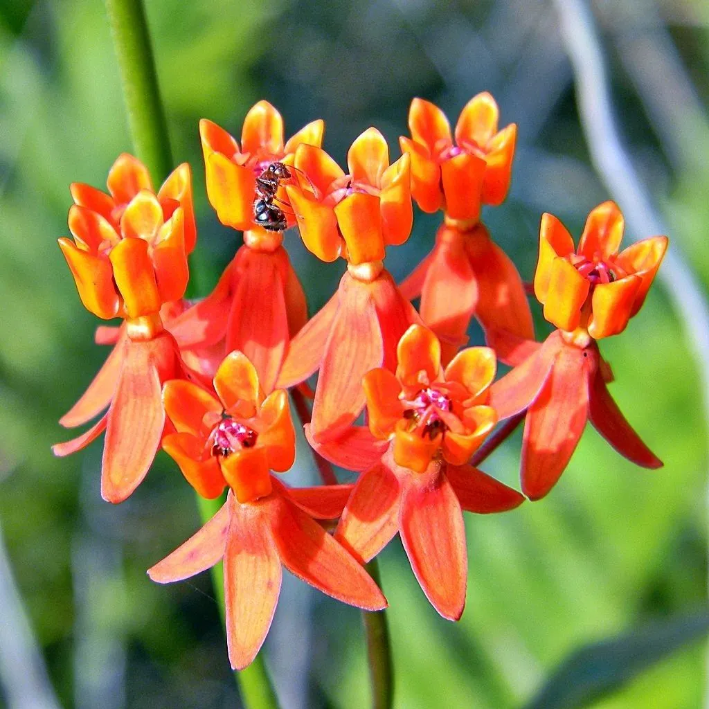 Fewflower milkweed (Asclepias lanceolata, Fl. Carol.: 105 (1788))