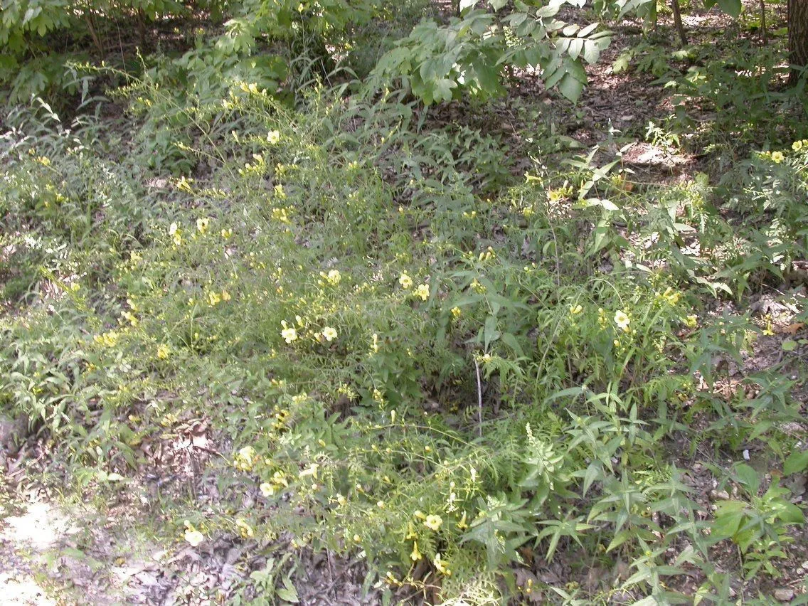 Smooth false foxglove (Aureolaria flava, “Rep. Michigan Acad. Sci. 20:188. 1919 (“”1918″”)”)