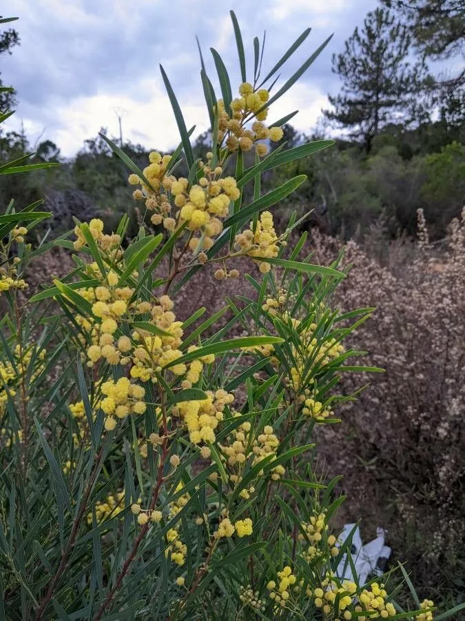 Swamp wattle (Acacia retinodes, Linnaea 20: 664 (1847))