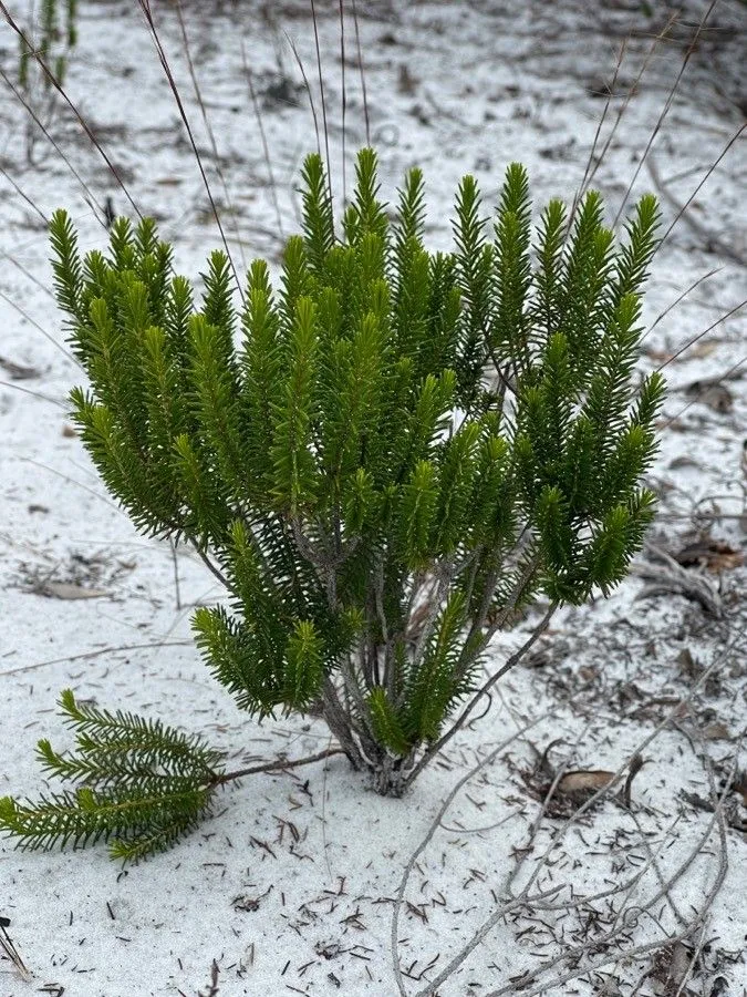 Sandhill-rosemary (Ceratiola ericoides, Fl. Bor.-Amer. 2: 222 (1803))