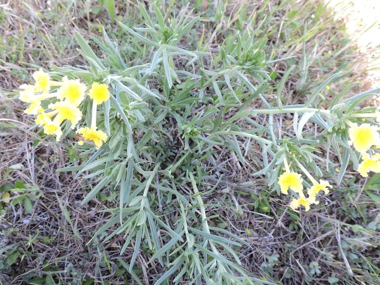 Fringed gromwell (Lithospermum incisum, Pl. Asperif. Nucif.: 303 (1818))