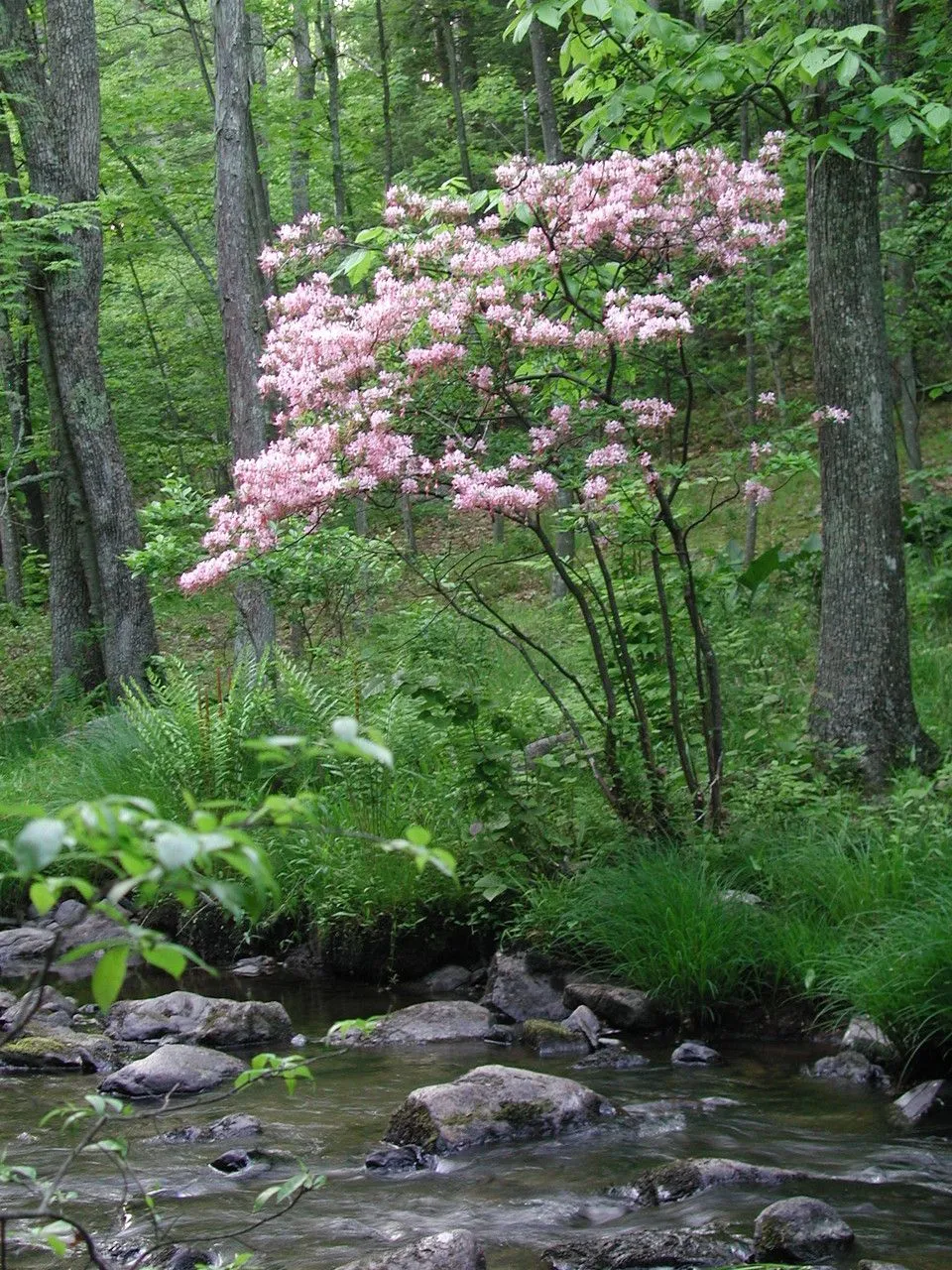 Election-pink (Rhododendron periclymenoides, Castanea 27: 95 (1962))