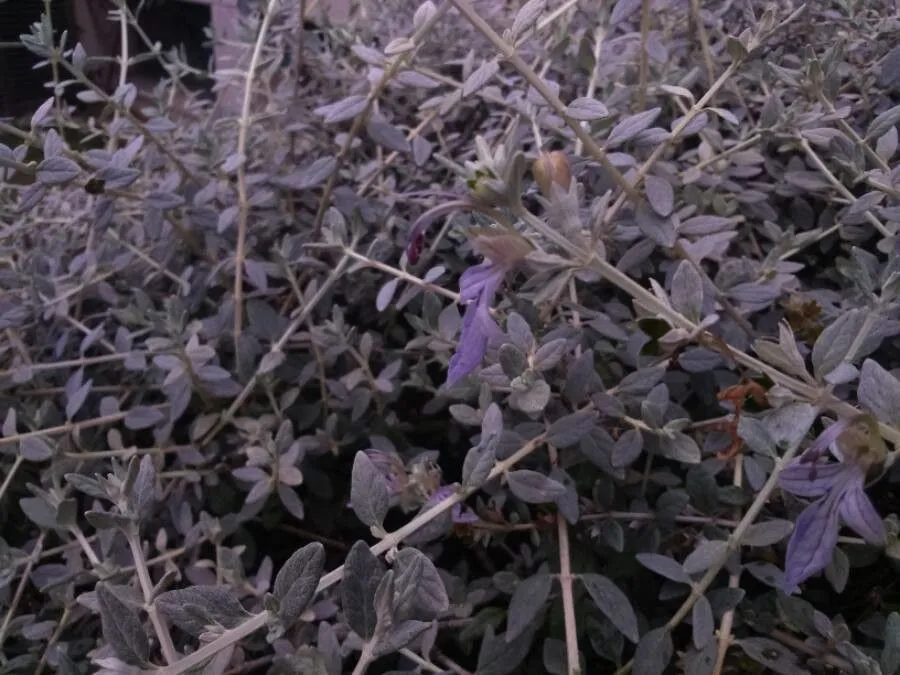 Shrubby germander (Teucrium fruticans, Sp. Pl.: 563 (1753))